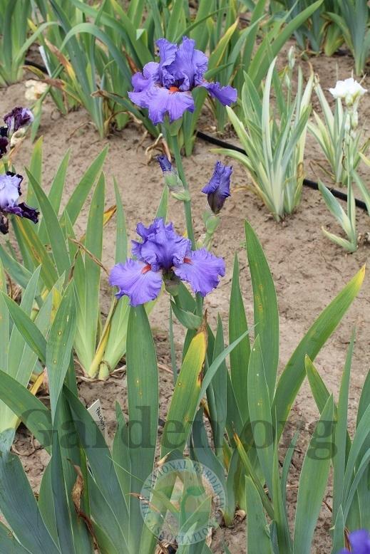 Photo of Tall Bearded Iris (Iris 'Pacific Fire') uploaded by HighdesertNiki