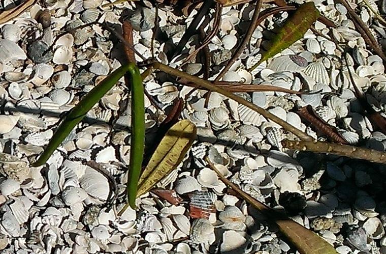 Photo of Plumeria (Plumeria stenopetala) uploaded by Dutchlady1