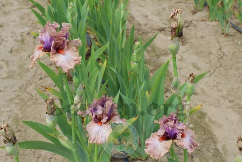 Photo of Tall Bearded Iris (Iris 'Pretty as a Picture') uploaded by HighdesertNiki