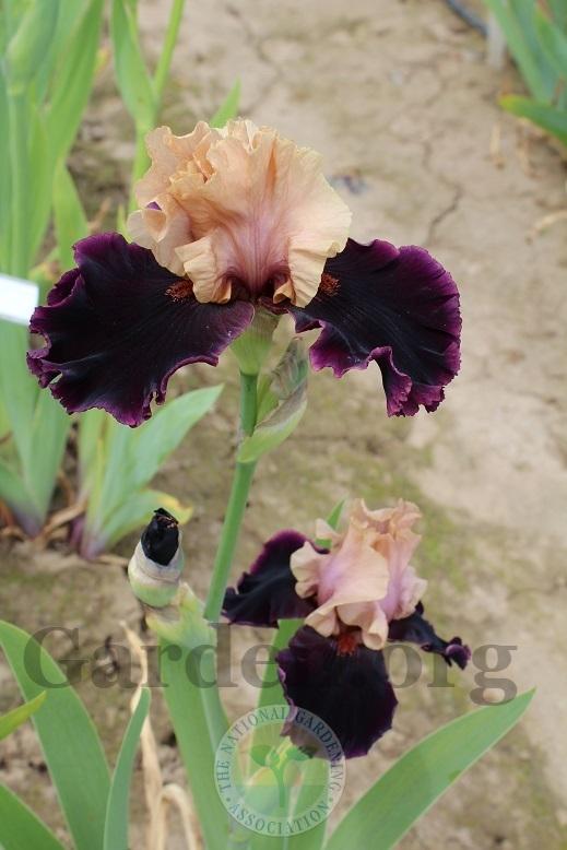 Photo of Tall Bearded Iris (Iris 'Prague') uploaded by HighdesertNiki
