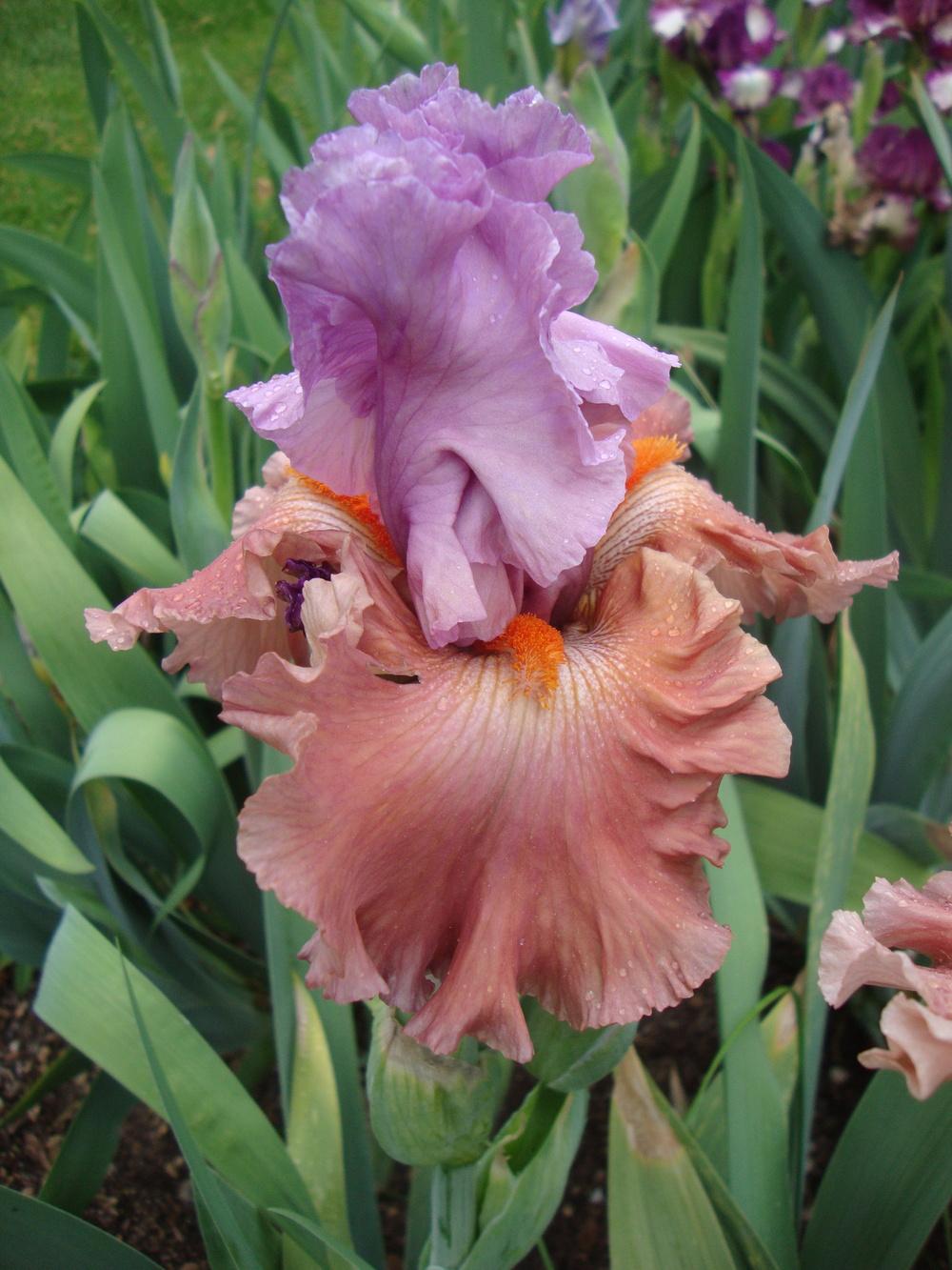 Photo of Tall Bearded Iris (Iris 'Adoree') uploaded by Paul2032