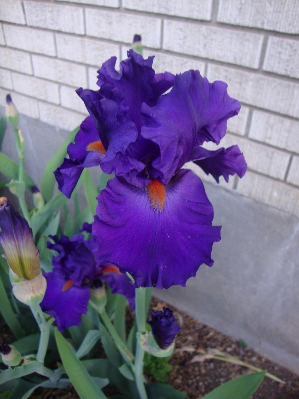 Photo of Tall Bearded Iris (Iris 'Paul Black') uploaded by Paul2032