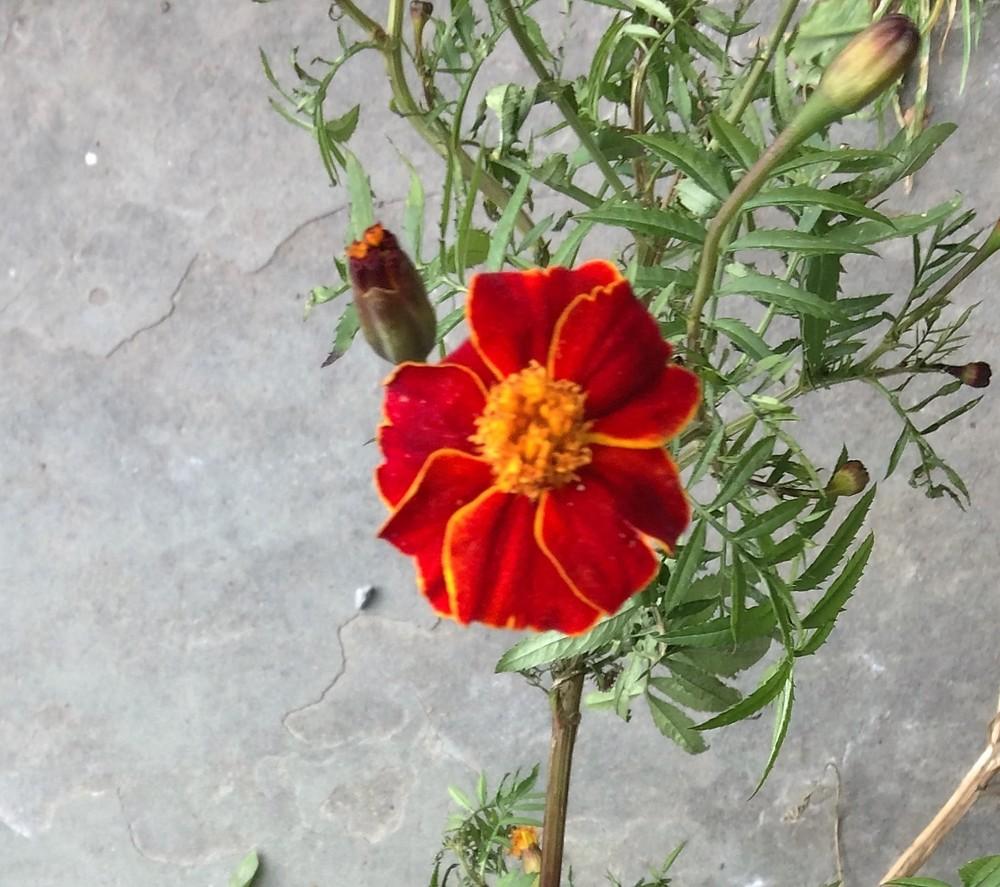 Photo of African Marigold (Tagetes erecta) uploaded by nativeplantlover