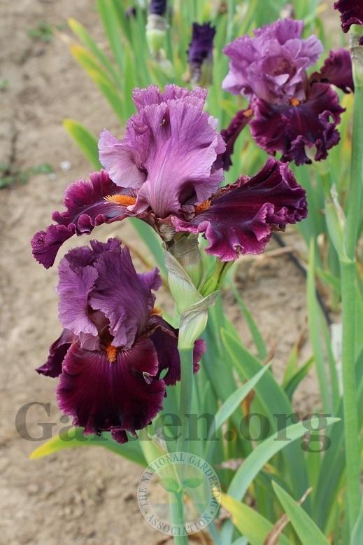 Photo of Tall Bearded Iris (Iris 'Rarer than Rubies') uploaded by HighdesertNiki