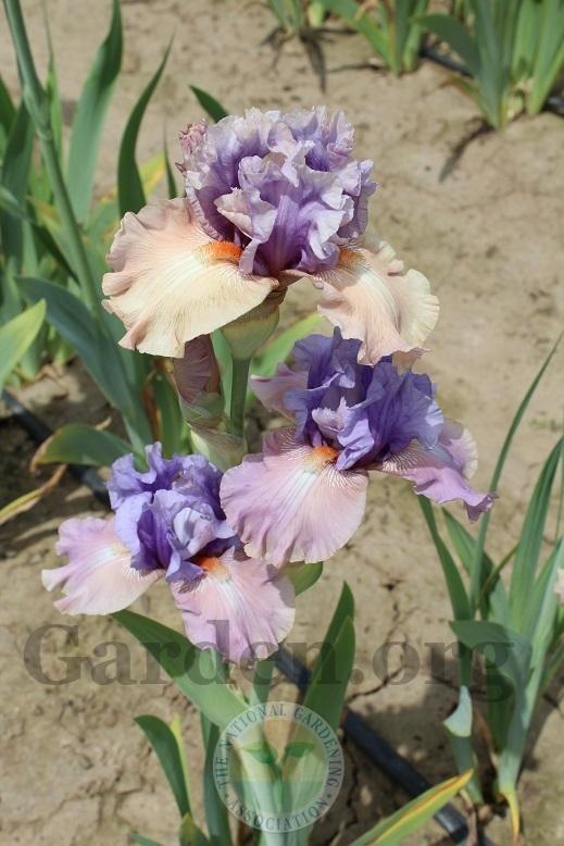 Photo of Tall Bearded Iris (Iris 'Role Reversal') uploaded by HighdesertNiki