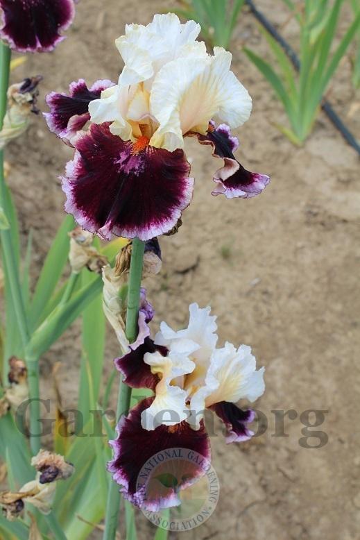 Photo of Tall Bearded Iris (Iris 'Raspberry Swirl') uploaded by HighdesertNiki