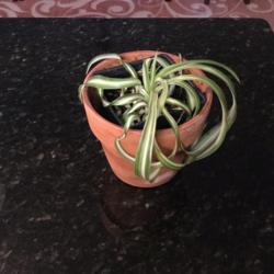 Location: Home
Date: 2016-11-18
My adopted baby curly spider plant