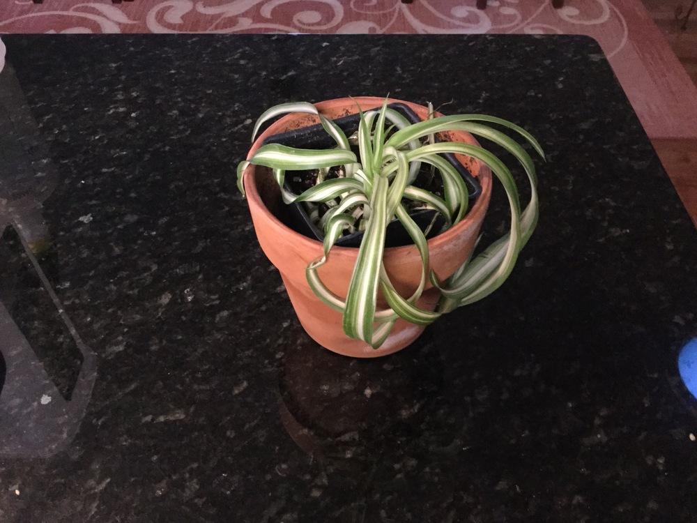 Photo of Curly Spider Plant (Chlorophytum comosum 'Bonnie') uploaded by STEBOU