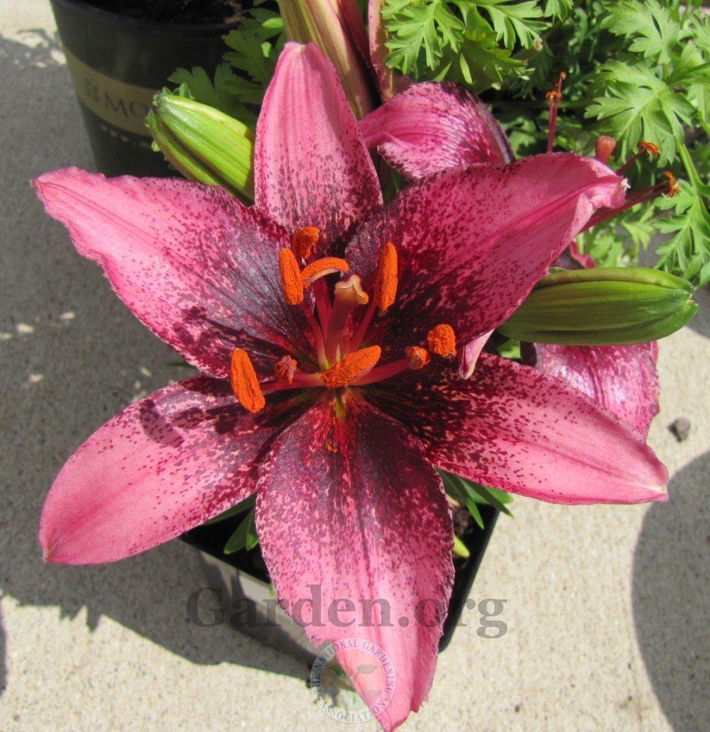 Photo of Lily (Lilium 'Tiny Spider') uploaded by TsFlowers
