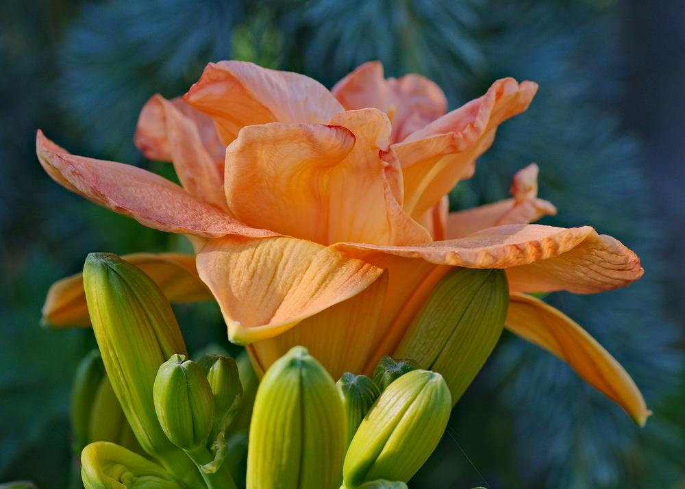 Photo of Daylily (Hemerocallis 'Frances Joiner') uploaded by dirtdorphins