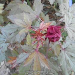 Location: Austin ,TX
Date: 2016-11-13
Blooms in fall, leaves turn red.  Emerging bud