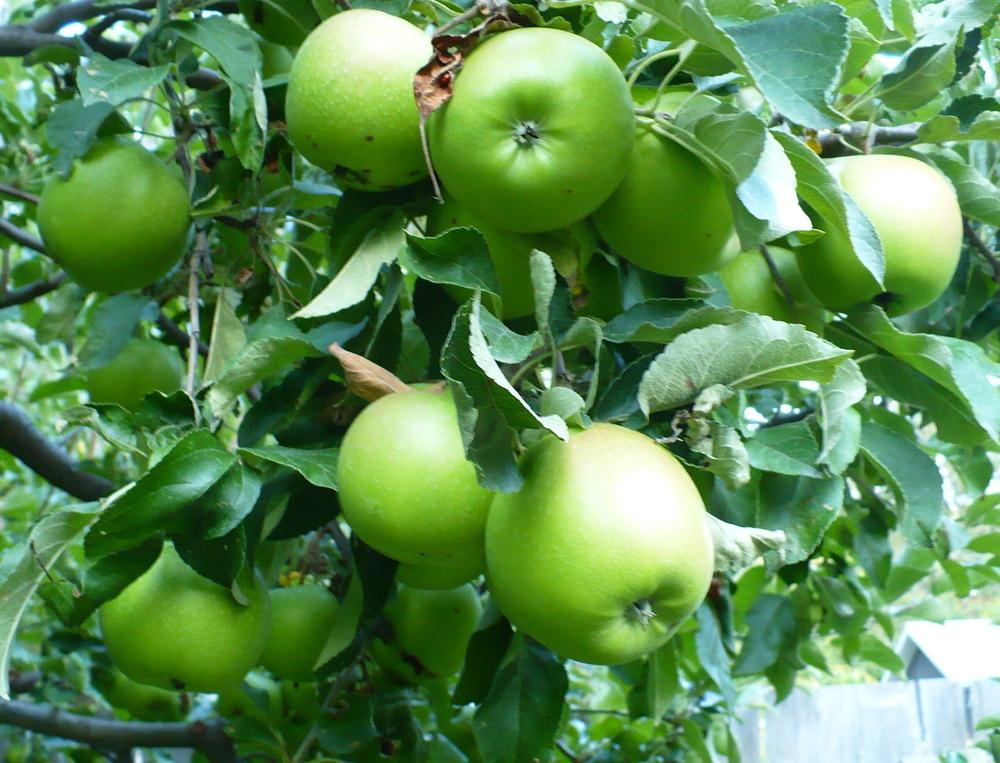 Photo of Apple (Malus domestica 'Granny Smith') uploaded by HemNorth