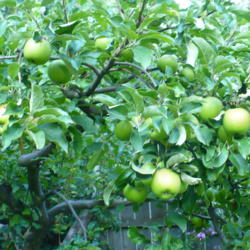 Location: Riverview, Robson, B.C.
Date: 2009-10-04
 5:15 pm. Always a good source of apples for winter eating.