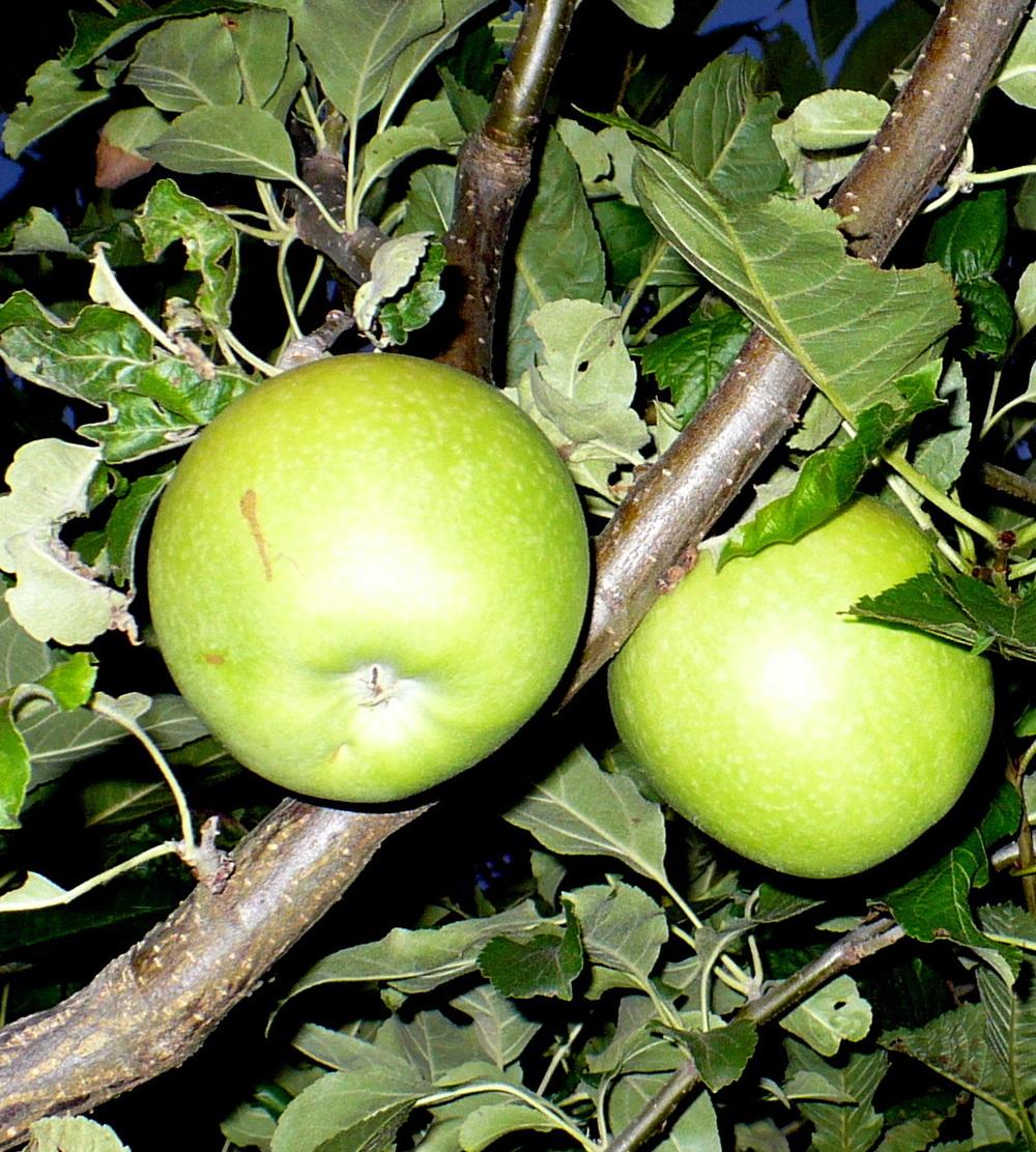 Photo of Apple (Malus domestica 'Granny Smith') uploaded by HemNorth