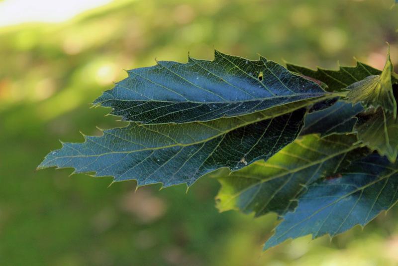 Photo of Sawtooth Oak (Quercus acutissima) uploaded by RuuddeBlock