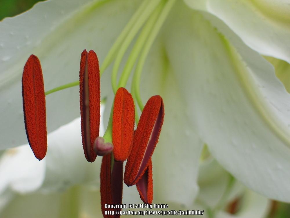 Photo of Oriental Lily (Lilium 'Casa Blanca') uploaded by janinilulu