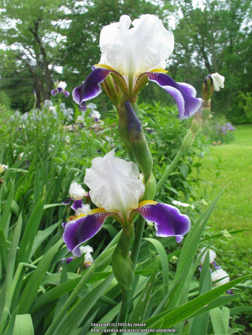 Photo of Tall Bearded Iris (Iris 'Wabash') uploaded by janinilulu