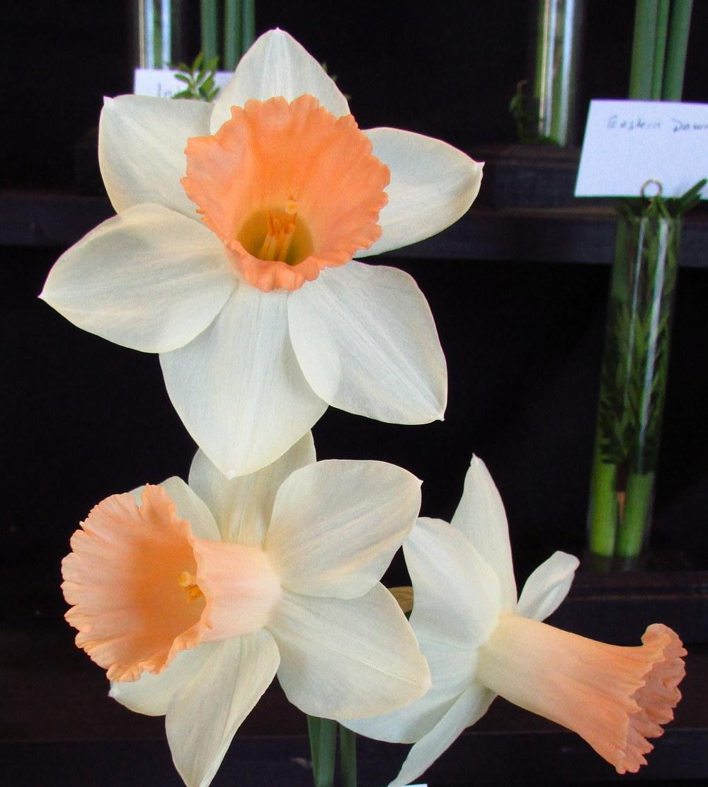 Photo of Daffodils (Narcissus) uploaded by Deby