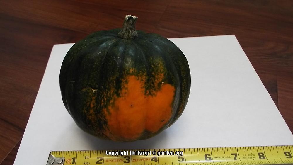 Photo of Gourds, Squashes and Pumpkins (Cucurbita) uploaded by flaflwrgrl