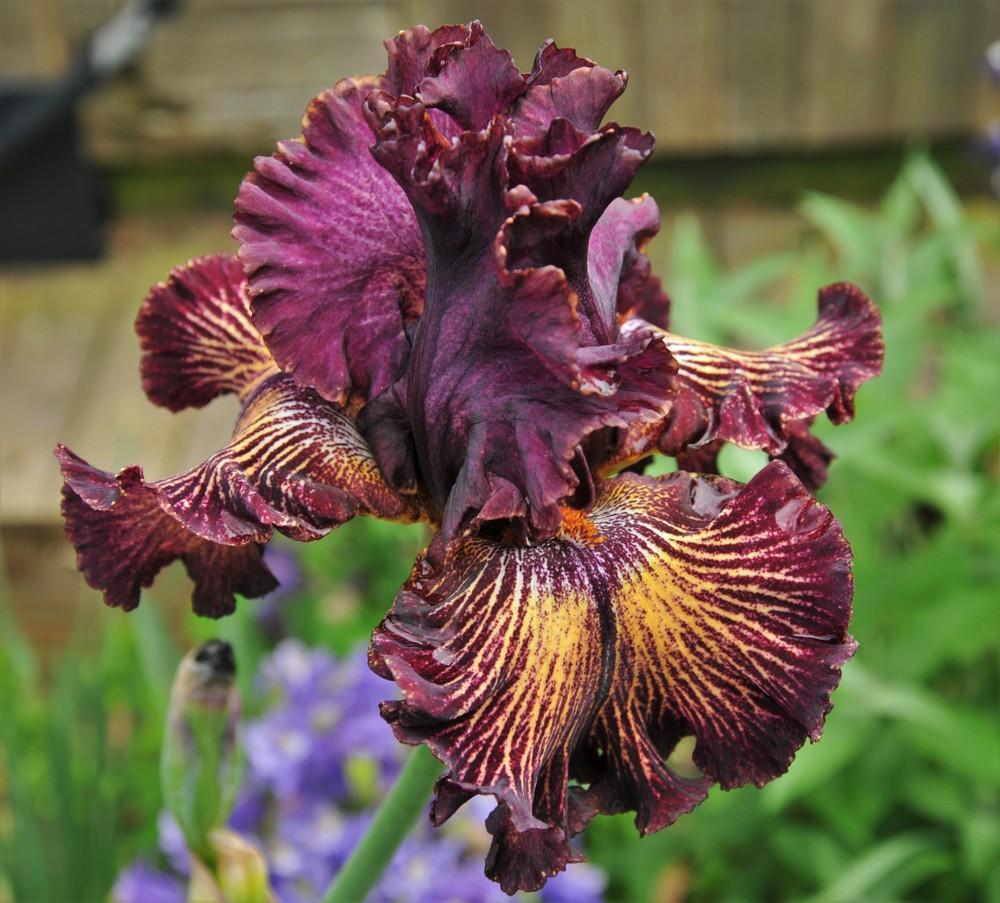 Photo of Tall Bearded Iris (Iris 'Drama Queen') uploaded by Islandview