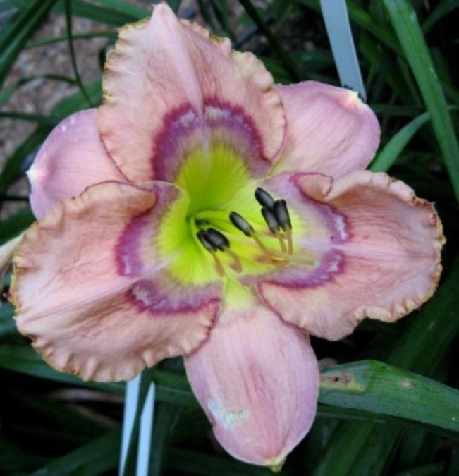 Photo of Daylily (Hemerocallis 'Through the Looking Glass') uploaded by Sscape
