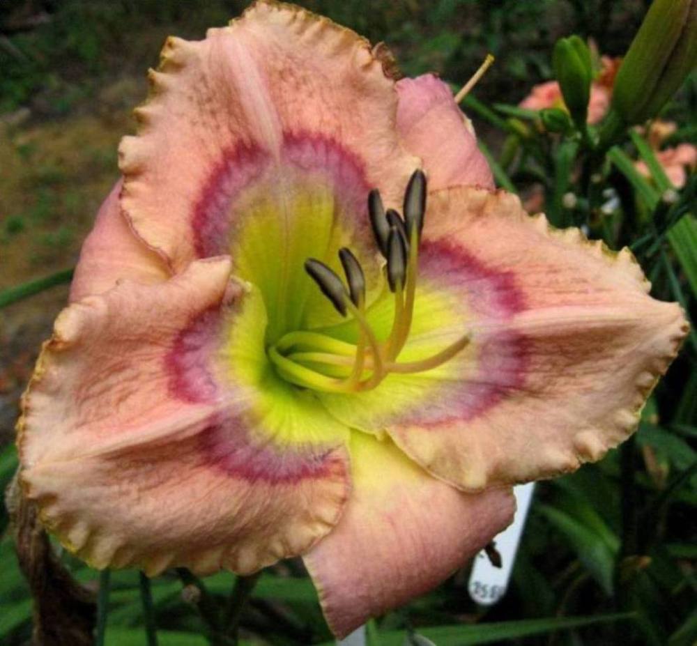 Photo of Daylily (Hemerocallis 'Through the Looking Glass') uploaded by Sscape