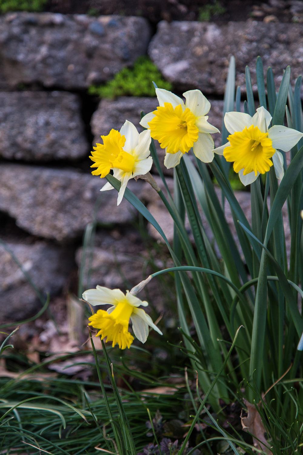Photo of Daffodils (Narcissus) uploaded by KariRFrey