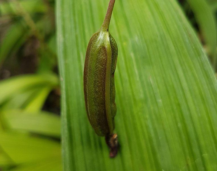 Photo of Philippine Ground Orchid (Spathoglottis plicata) uploaded by robertduval14