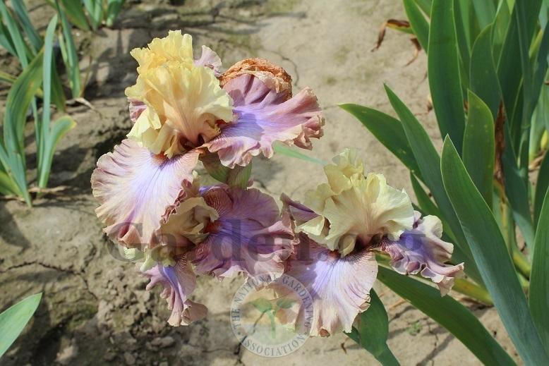 Photo of Tall Bearded Iris (Iris 'Show Your Colours') uploaded by HighdesertNiki