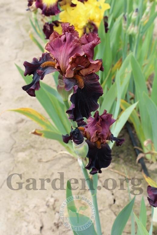 Photo of Tall Bearded Iris (Iris 'Smoky Shadows') uploaded by HighdesertNiki