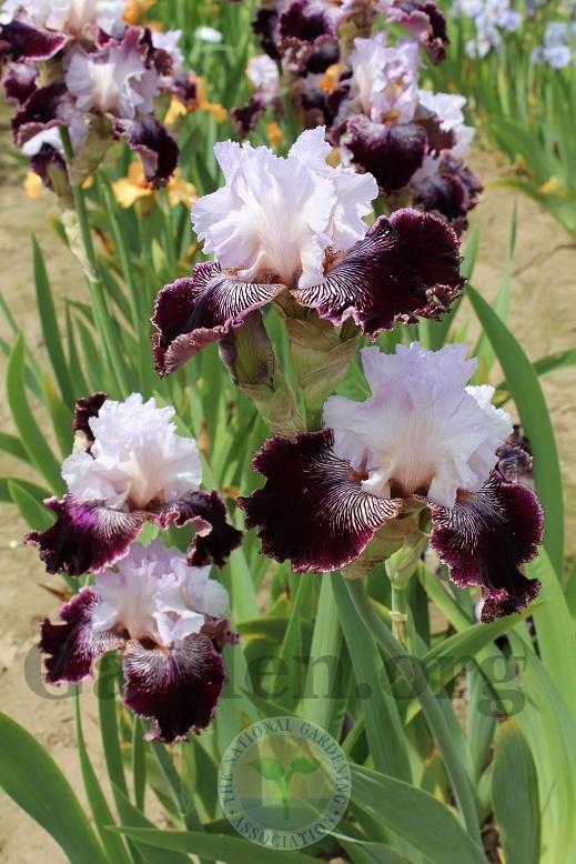 Photo of Tall Bearded Iris (Iris 'Samba Queen') uploaded by HighdesertNiki