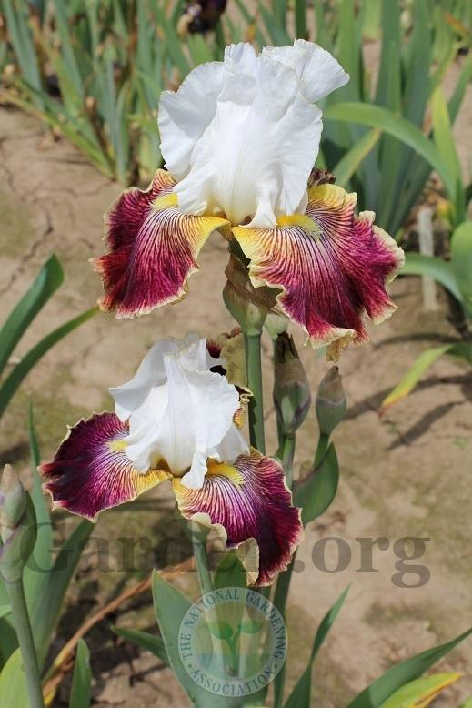 Photo of Tall Bearded Iris (Iris 'Scatterbrain') uploaded by HighdesertNiki
