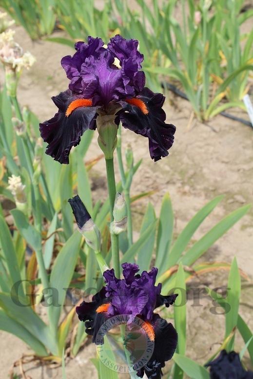 Photo of Tall Bearded Iris (Iris 'Sharp Dressed Man') uploaded by HighdesertNiki