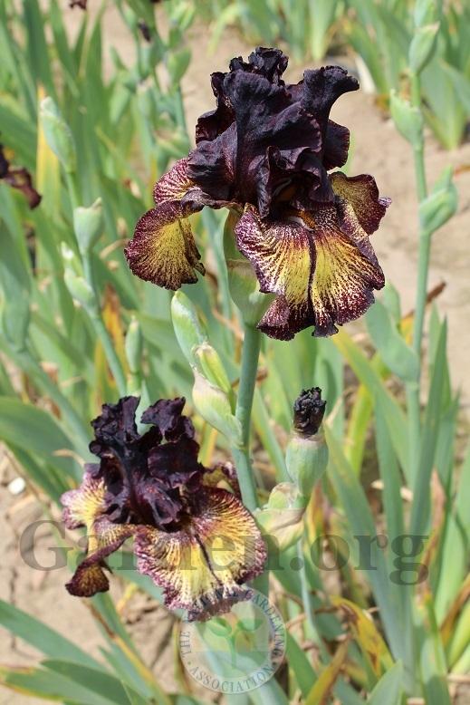 Photo of Tall Bearded Iris (Iris 'Sorbonne') uploaded by HighdesertNiki