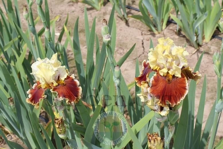 Photo of Tall Bearded Iris (Iris 'Seasons in the Sun') uploaded by HighdesertNiki