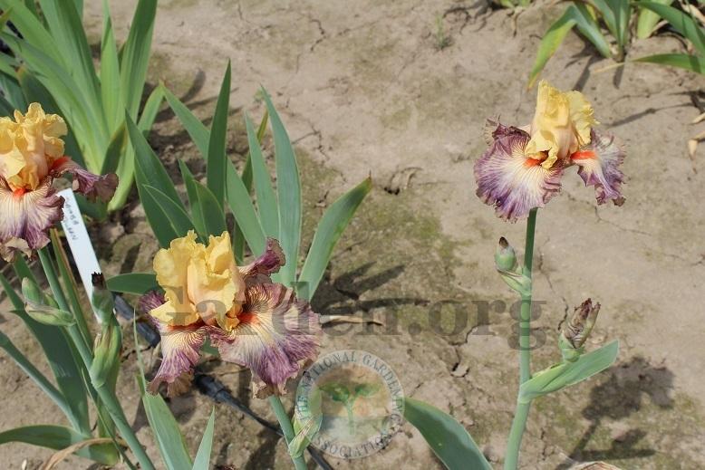 Photo of Tall Bearded Iris (Iris 'Samarkand Road') uploaded by HighdesertNiki