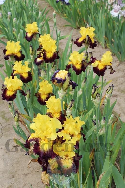 Photo of Tall Bearded Iris (Iris 'Snapshot') uploaded by HighdesertNiki
