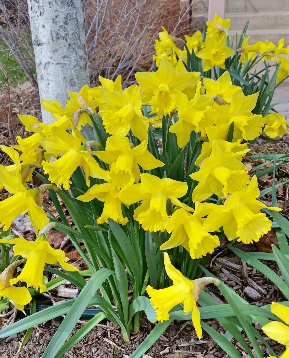 Photo of Daffodils (Narcissus) uploaded by grammie