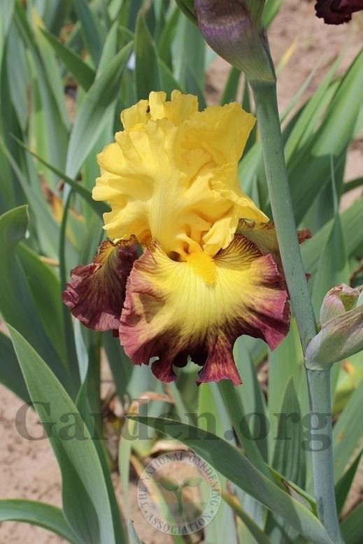 Photo of Tall Bearded Iris (Iris 'Summer Shadow') uploaded by HighdesertNiki