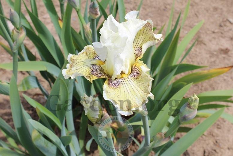 Photo of Tall Bearded Iris (Iris 'Spring Madness') uploaded by HighdesertNiki