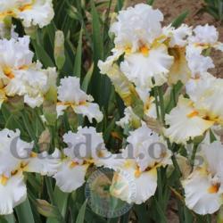 Location: Mid-America Gardens, Salem, Oregon
Date: 2016-05-05
Iris bloom size and colors are effected by many factors.  Sun, so