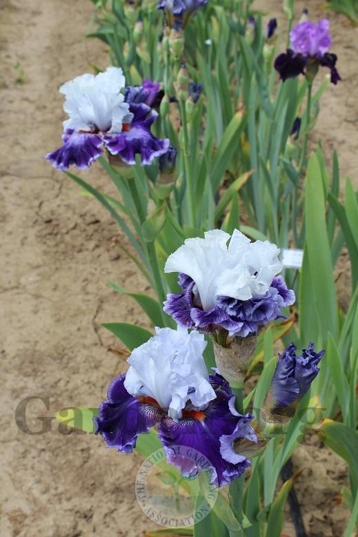 Photo of Tall Bearded Iris (Iris 'Street Sensation') uploaded by HighdesertNiki