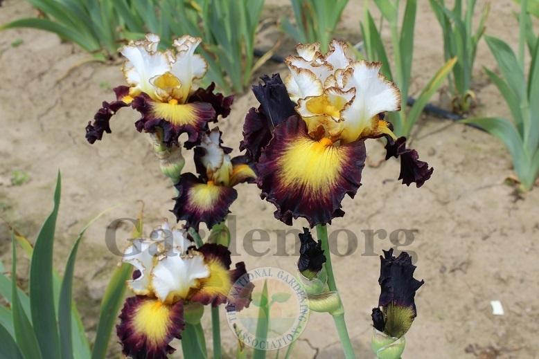 Photo of Tall Bearded Iris (Iris 'Superhero') uploaded by HighdesertNiki