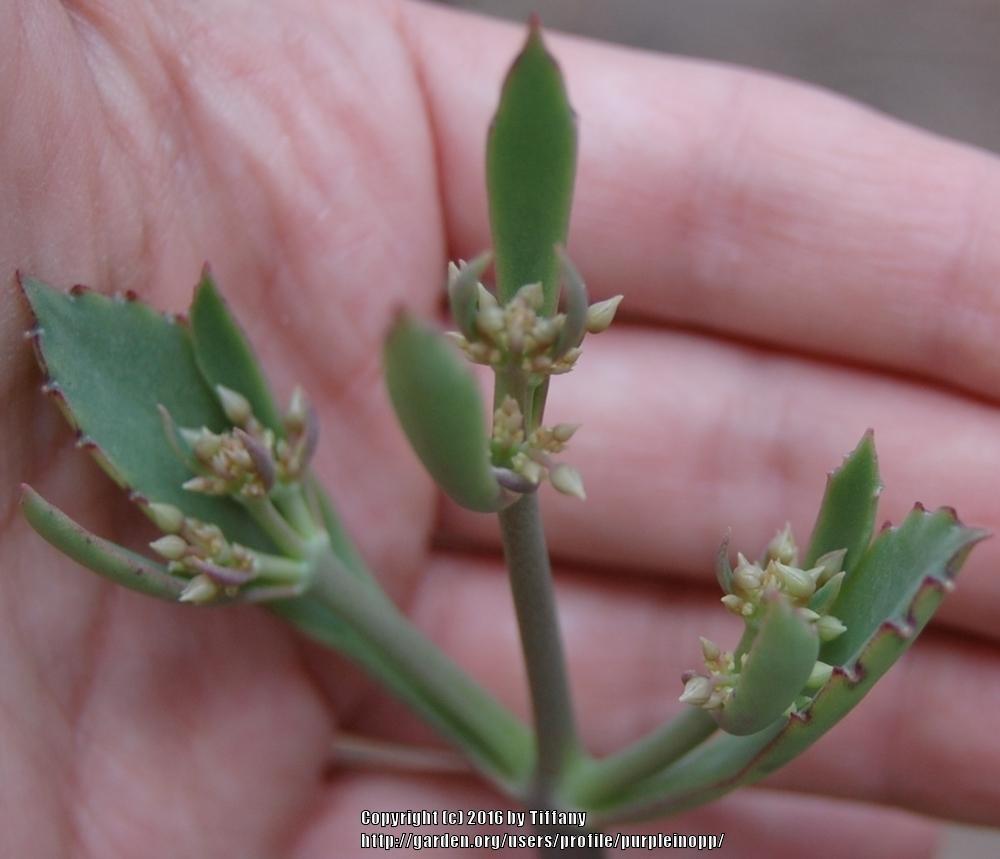 Photo of Mother of Millions (Kalanchoe laetivirens) uploaded by purpleinopp