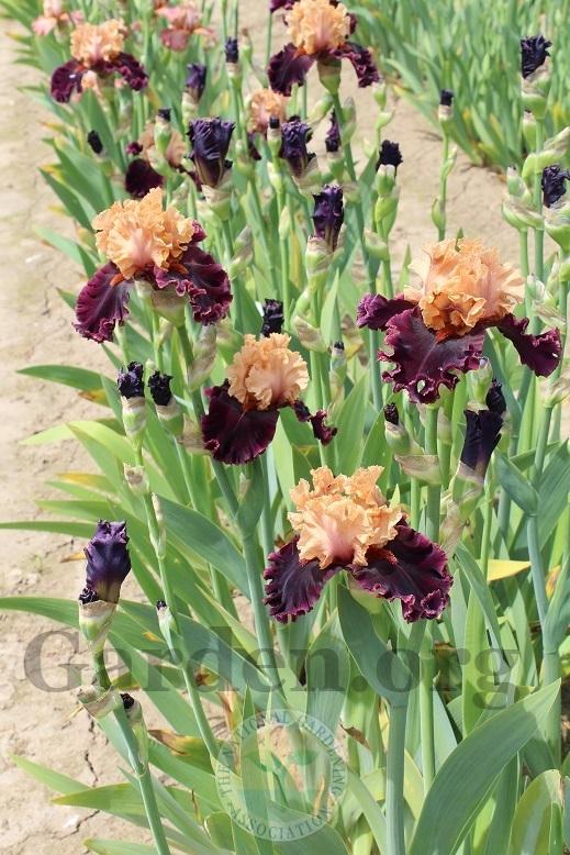 Photo of Tall Bearded Iris (Iris 'Toronto') uploaded by HighdesertNiki