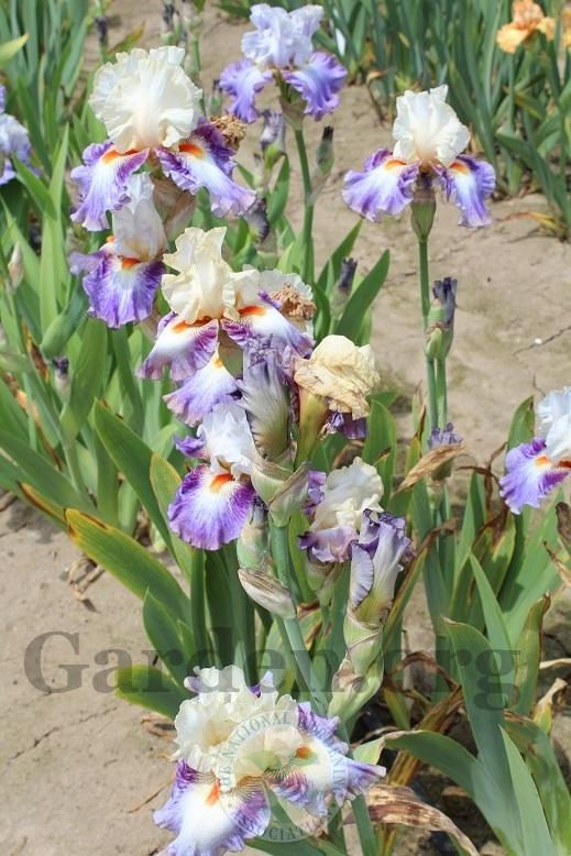 Photo of Tall Bearded Iris (Iris 'Tango Express') uploaded by HighdesertNiki