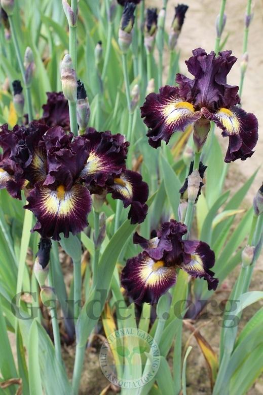 Photo of Tall Bearded Iris (Iris 'Tunnel Vision') uploaded by HighdesertNiki