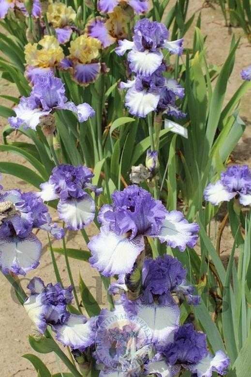 Photo of Tall Bearded Iris (Iris 'Tay Daum') uploaded by HighdesertNiki
