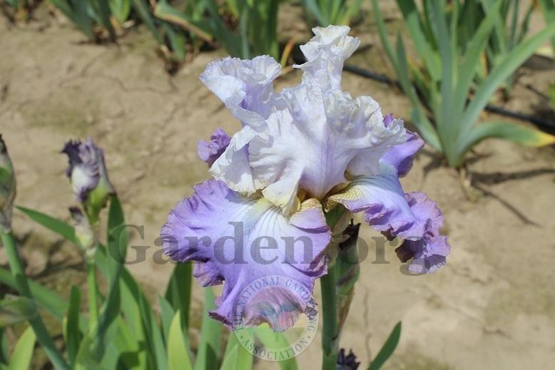Photo of Tall Bearded Iris (Iris 'Tango to the Moonlight') uploaded by HighdesertNiki