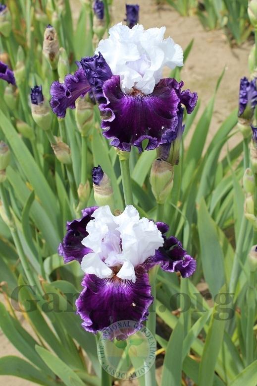 Photo of Tall Bearded Iris (Iris 'Taking Chances') uploaded by HighdesertNiki